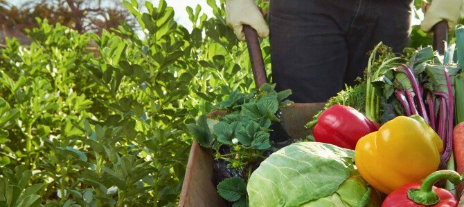 Understanding the History of Farming Understanding the History of Farming