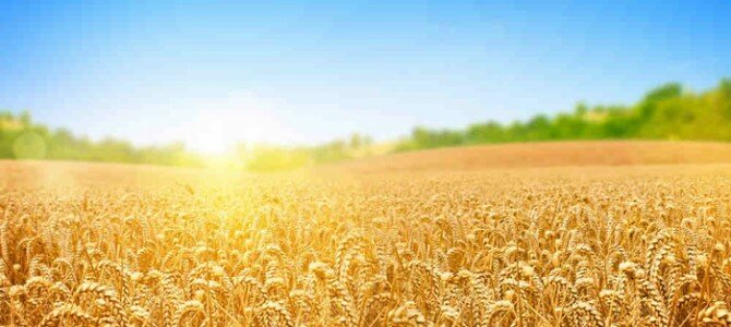 Different Farming Methods You Should Know Different Farming Methods You Should Know